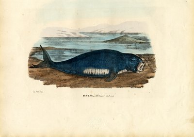 Dugong, 1863-79 de Raimundo Petraroja